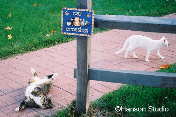 Cat Crossing